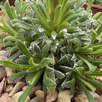 Saxifraga callosa